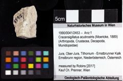 Foto (Objket + Etiketten) von Cracensigillatus acutirostris (Moericke, 1889) 